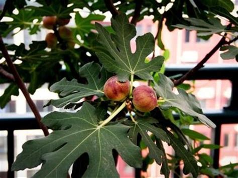 無花果種植陽台|陽台果樹種植指南：在陽台上種植無花果、草莓、百香果等 